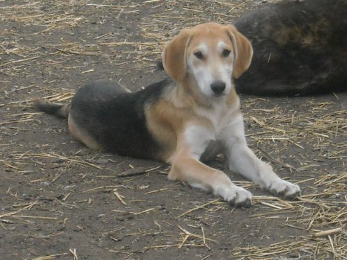 Аккорд