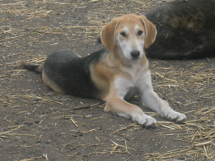 Аккорд