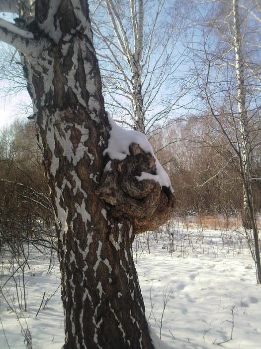 На сносях