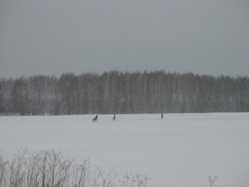 три козы