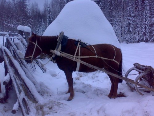 конь Рыжик