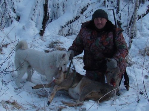 Знакомство Белого (8 мес.) с косулей