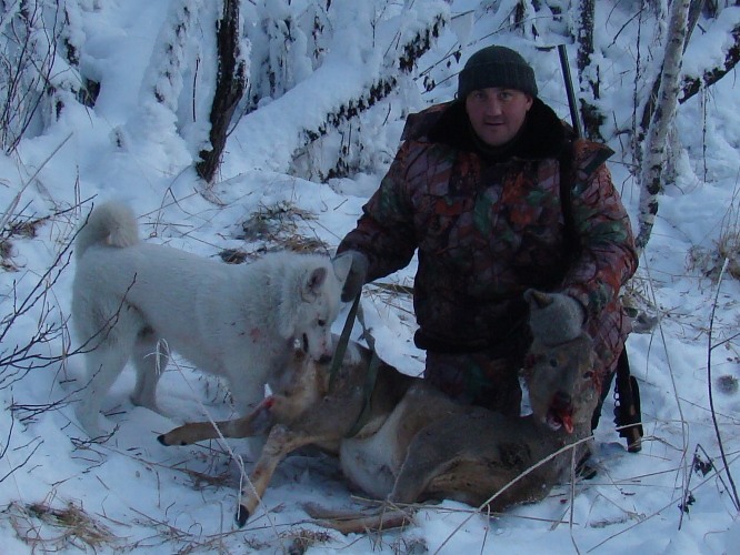 Знакомство Белого (8 мес.) с косулей