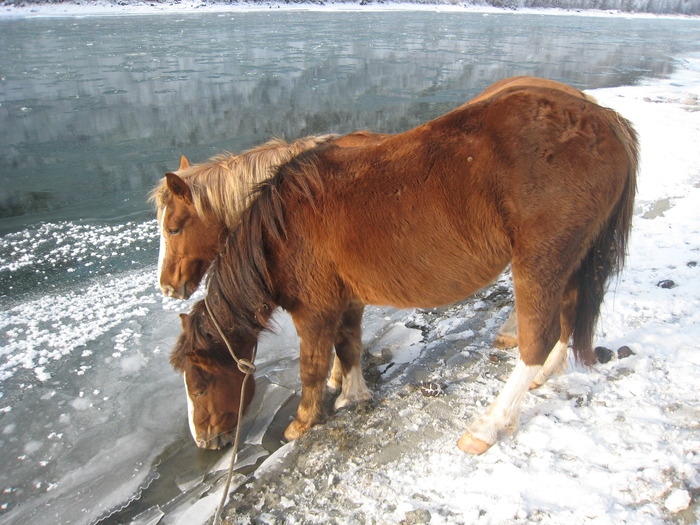 водопой