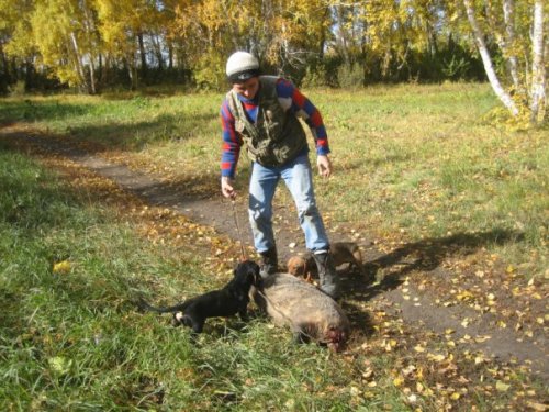Бой, барсук и копатель)))