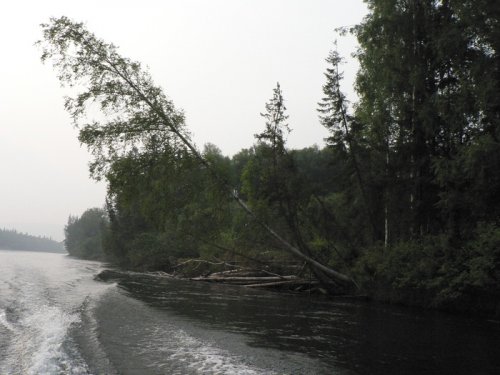 Березка.