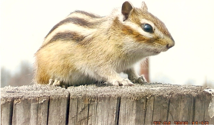 бурундук