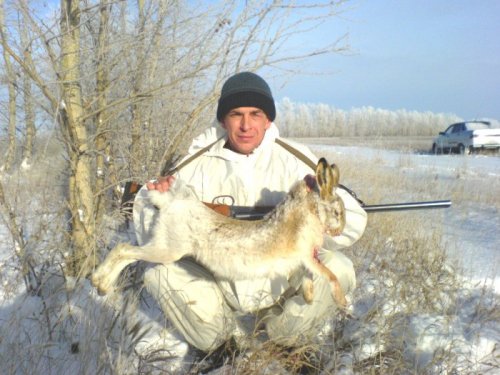 Камышёвый заяц.