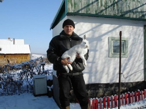 заяц загоном