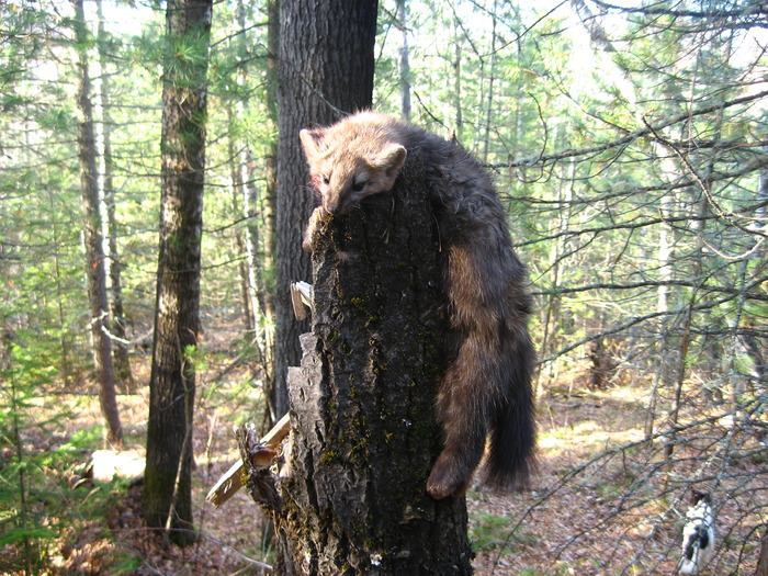 соболек