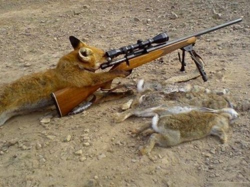 чего лапы бить