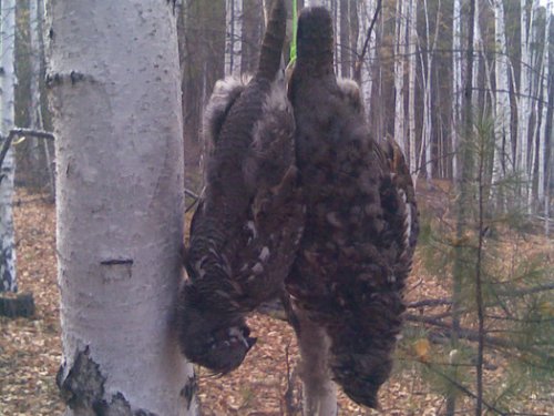 Осенняя парочка