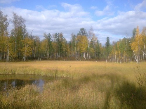 Лесное озеро.