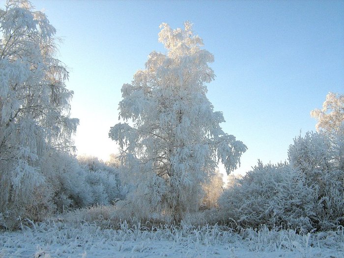 Морозное утро