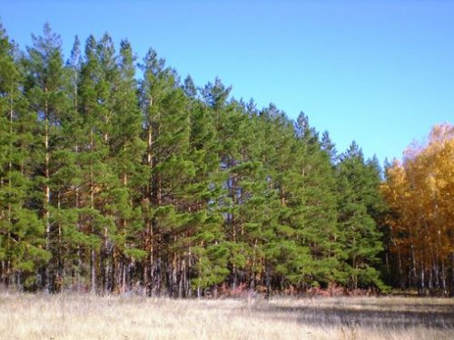 Краски осени 3