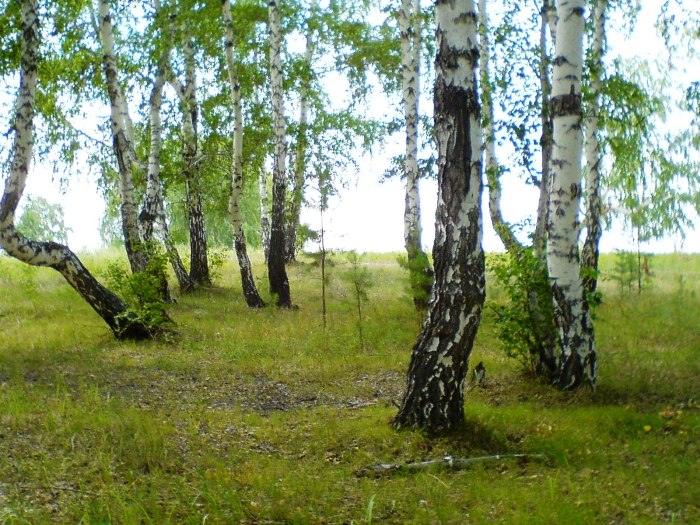Берёзы