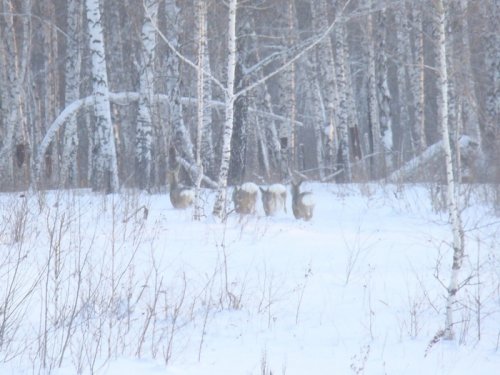 Те же четыре косули, уходят