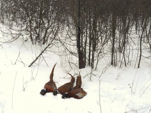  Трофеи.