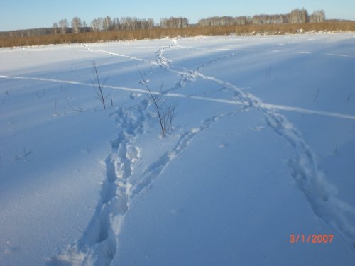 Казлов нынче много