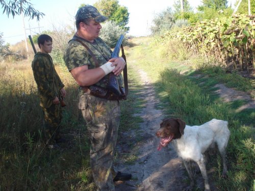 по гулобям стреляли 