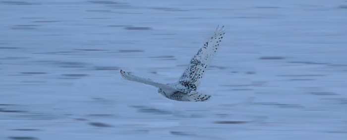 Она же