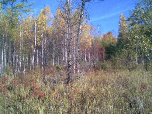 краски осени