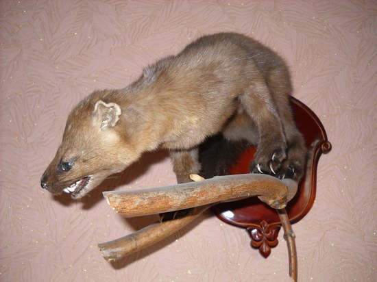 Сибирский соболь