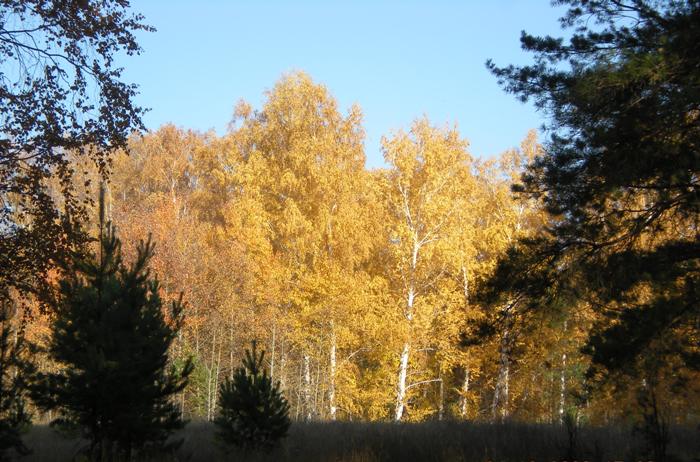 Краски осени 1