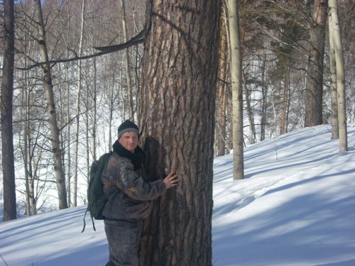 возле сосны
