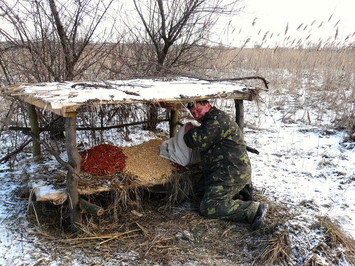 Подкормка  никогда  лишней  не  бывает.