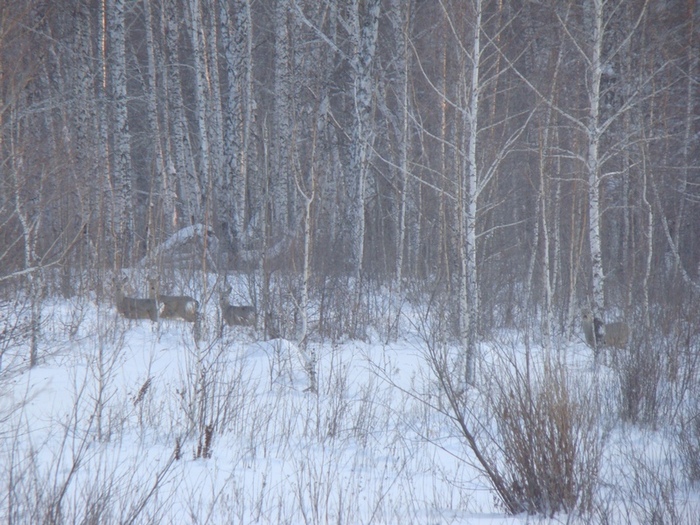 Косули  у  дороги