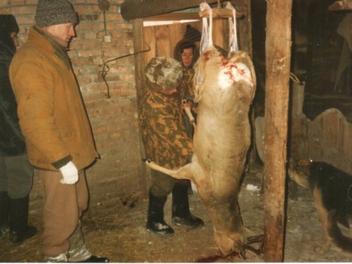 Большая косуля