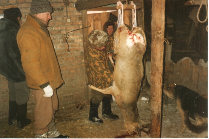 Большая косуля