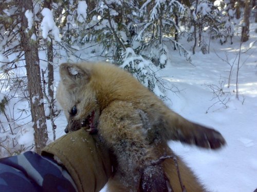 Не съем,но покусаю!