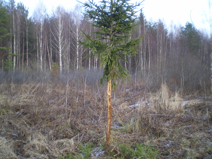 без ком.