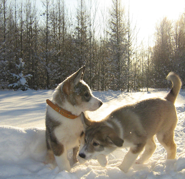    Прогулка