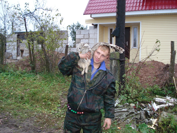 сова