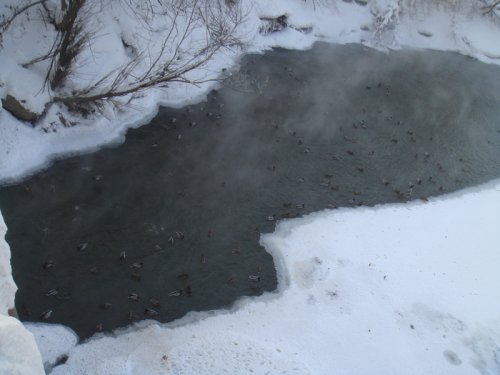 Томские утки не боятся мороза,или просто ленятся лететь на юг))))