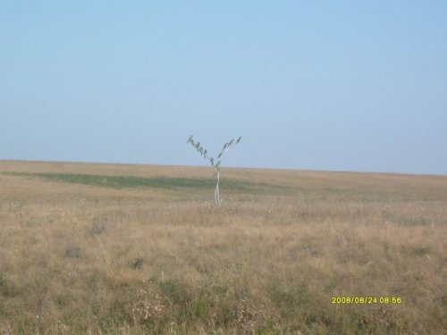 Степная рагатка