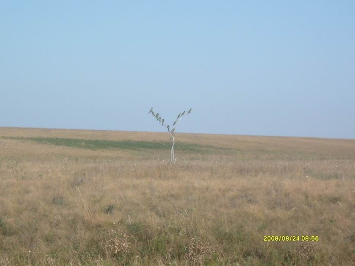 Степная рагатка