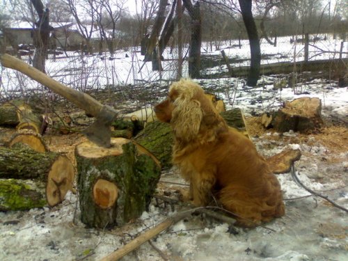 палач