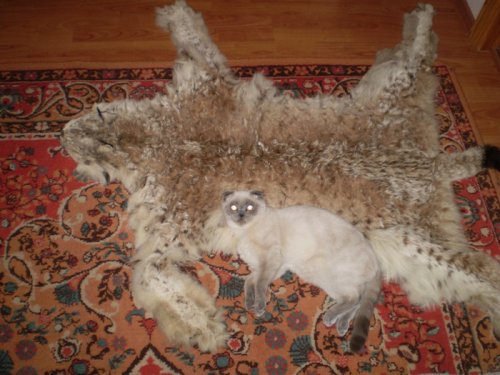 Родственник!