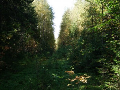 лес  осенью)