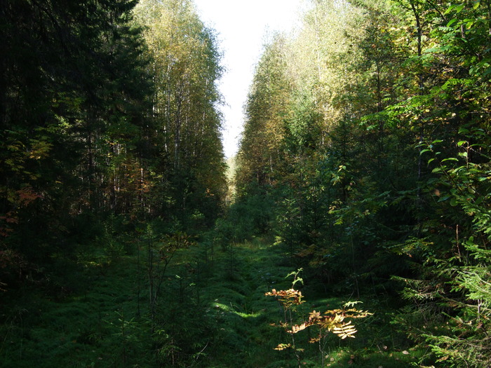 лес  осенью)