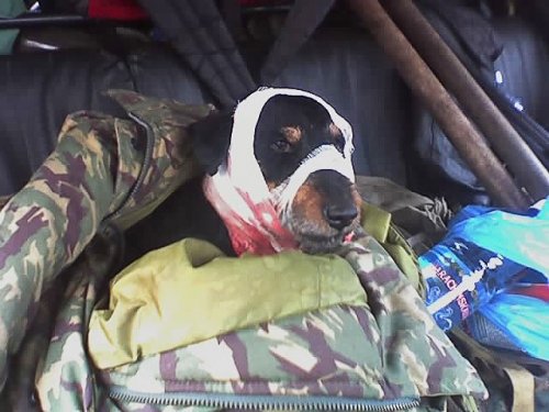 После схватки с барсуком