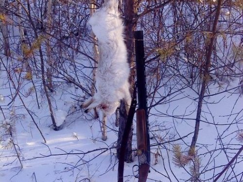 Белячок! 3 января 2009г