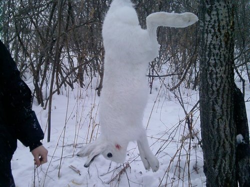 Зайчонок....