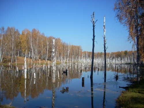 болото,как оно есть,без шопа