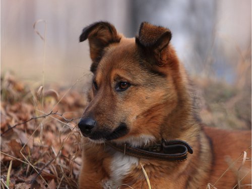 Рыжий и осень