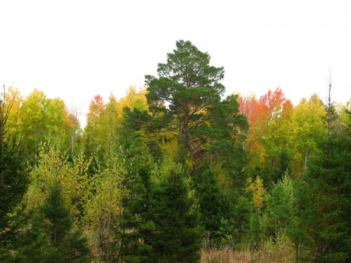 Краски осени